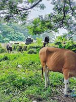 SAPI di area pekuburan cina, di Kelurahan Santiong, Kecamatan Ternate Tengah SAPI di area pekuburan cina, di Kelurahan Santiong, Kecamatan Ternate Tengah
