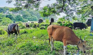 SAPI di area pekuburan cina, di Kelurahan Santiong, Kecamatan Ternate Tengah