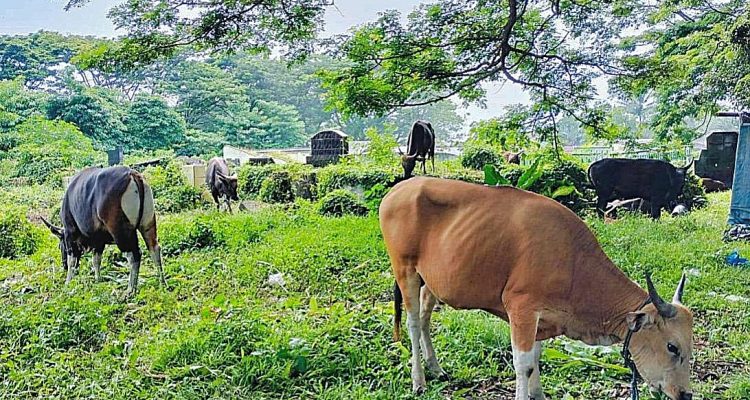 SAPI di area pekuburan cina, di Kelurahan Santiong, Kecamatan Ternate Tengah SAPI di area pekuburan cina, di Kelurahan Santiong, Kecamatan Ternate Tengah