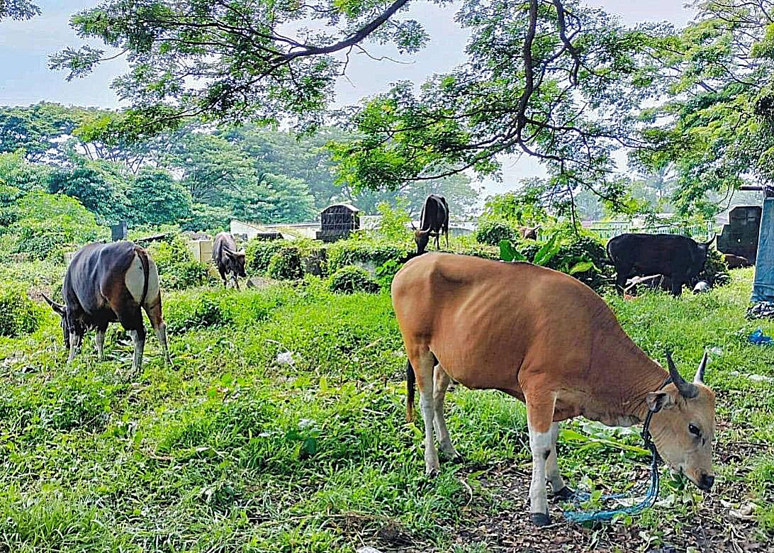 SAPI di area pekuburan cina, di Kelurahan Santiong, Kecamatan Ternate Tengah