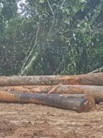 BUKTI kayu yang diambil oleh CV. AEMM secara ilegal di area hutan Desa Capalulu Kecamatan Mangoli Tengah.
