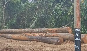 BUKTI kayu yang diambil oleh CV. AEMM secara ilegal di area hutan Desa Capalulu Kecamatan Mangoli Tengah.