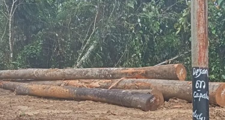 BUKTI kayu yang diambil oleh CV. AEMM secara ilegal di area hutan Desa Capalulu Kecamatan Mangoli Tengah.