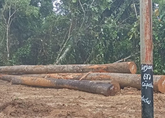 BUKTI kayu yang diambil oleh CV. AEMM secara ilegal di area hutan Desa Capalulu Kecamatan Mangoli Tengah.