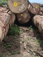 HASIL pembalakan liar kayu di hutan Desa Capalulu oleh CV. AEMM