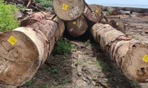 HASIL pembalakan liar kayu di hutan Desa Capalulu oleh CV. AEMM HASIL pembalakan liar kayu di hutan Desa Capalulu oleh CV. AEMM