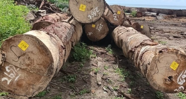 HASIL pembalakan liar kayu di hutan Desa Capalulu oleh CV. AEMM